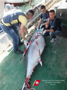 L'esemplare di tonno confiscato dalla Capitaneria di Porto