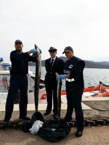 Il pescato confiscato dalla Guardia Costiera di La Maddalena